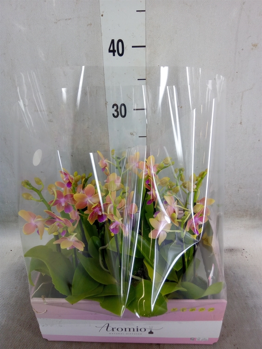 <h4>Phalaenopsis multi.   ...yellow</h4>