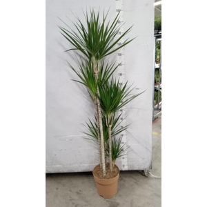 Dracaena marg.