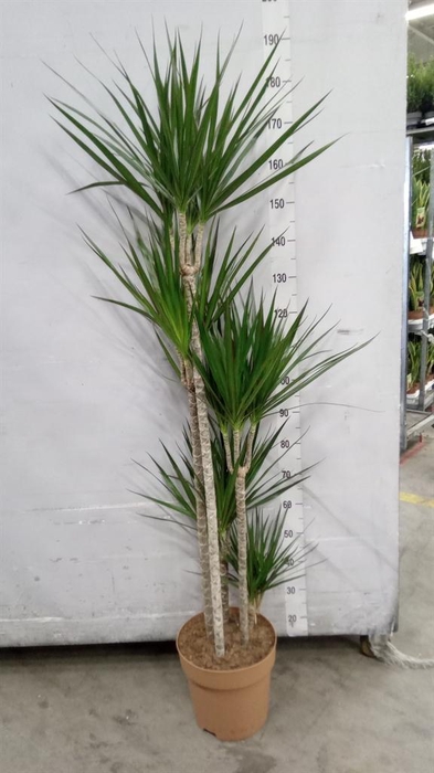 <h4>Dracaena marg.</h4>