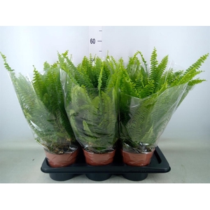 Nephrolepis exal. 'Green Lady'