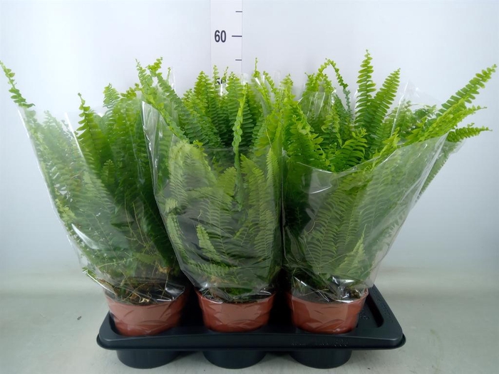 <h4>Nephrolepis exal. 'Green Lady'</h4>