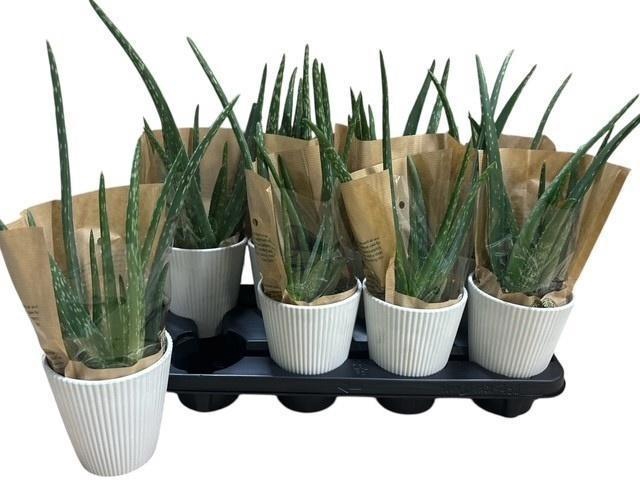 <h4>ALOE VERA</h4>