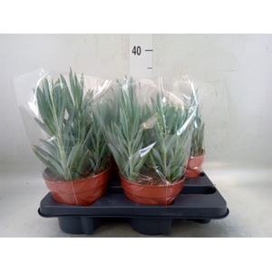 Curio ficoides 'Mount everest'
