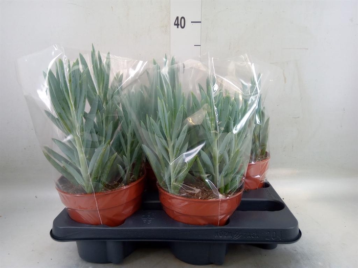 <h4>Curio ficoides 'Mount everest'</h4>