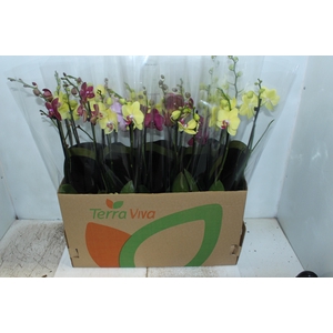PHALAENOPSIS P12 2 HT