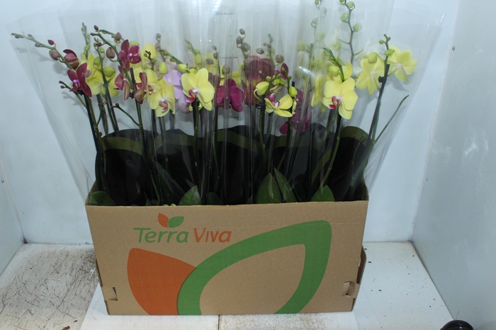 <h4>PHALAENOPSIS P12 2 HT</h4>