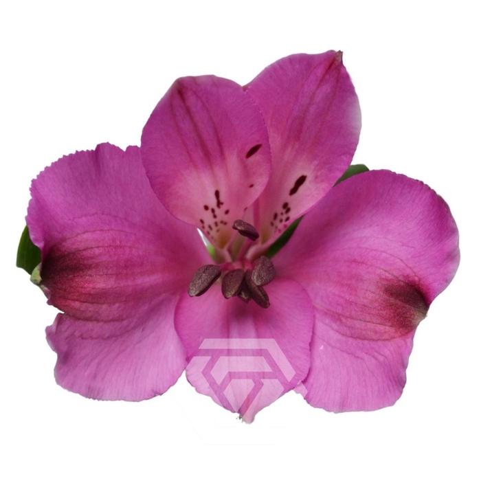 ALSTR LIGHT PINK Much