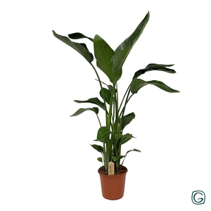 Strelitzia nicolai