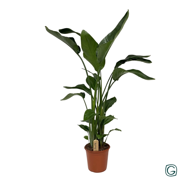 <h4>Strelitzia nicolai</h4>