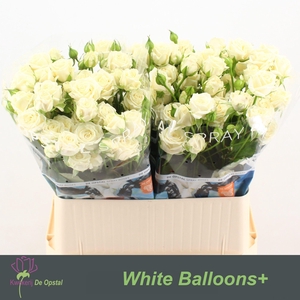 R TR WHITE BALLOONS+