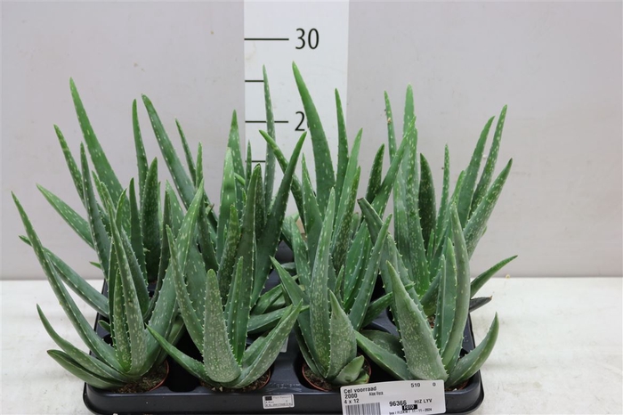 <h4>Aloe Vera</h4>