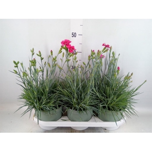Dianthus   ...