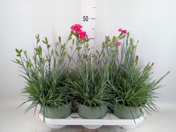<h4>Dianthus   ...</h4>