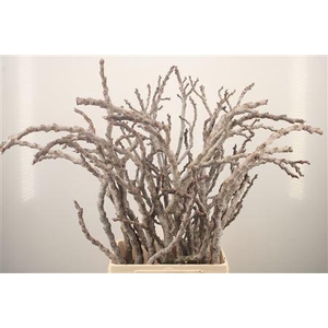 Figue Grey Per Bunch ( 5 Stems )