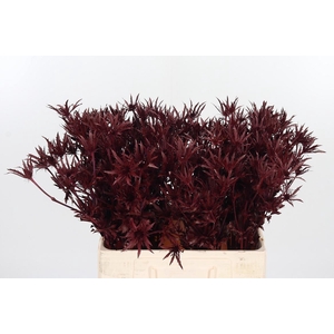 Eryn Orion Kl Bh Bordeaux