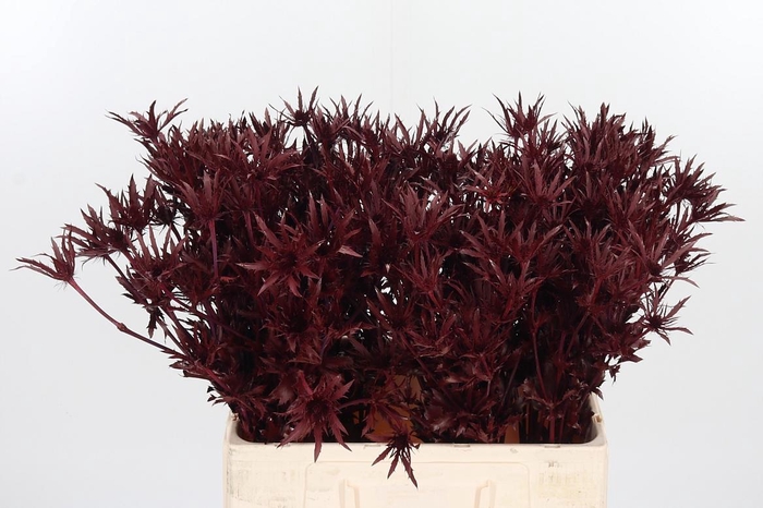 <h4>Eryn Orion Kl Bh Bordeaux</h4>