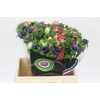 Anemone Mistral Plus Rainbow Mix