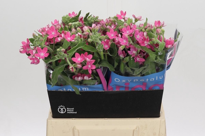 Oxypetalum Bridal Diana