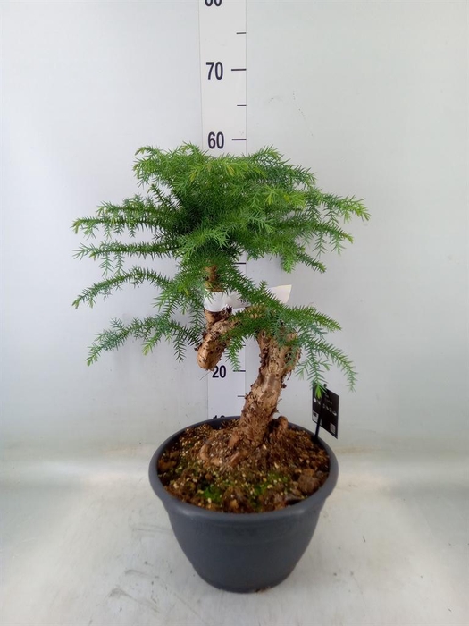 <h4>Araucaria   ...</h4>