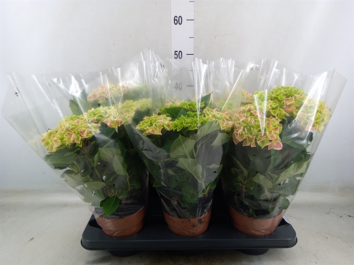 <h4>Hydrangea mac. 'Bavaria'</h4>