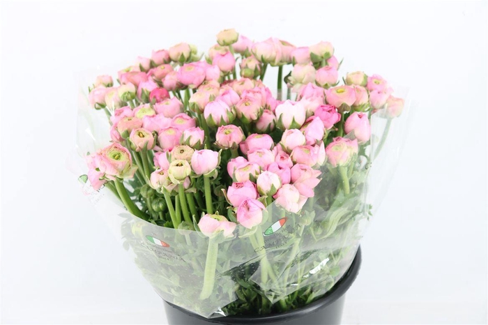 <h4>Ran Elegance Pink</h4>