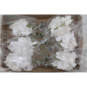 FLOR DE VANDA BRANCO