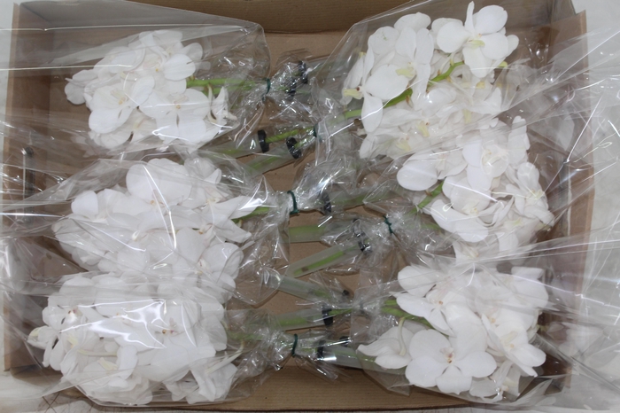 <h4>FLOR DE VANDA BRANCO</h4>