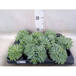 Echeveria elegans