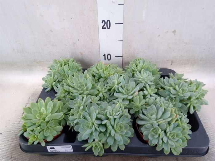 <h4>Echeveria elegans</h4>