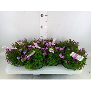 Campanula  'Ambella Pink'