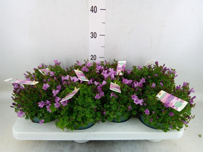 <h4>Campanula  'Ambella Pink'</h4>