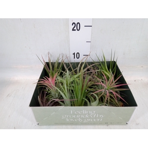 Tillandsia
