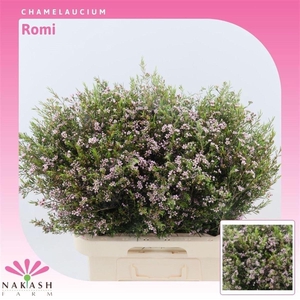 Chamelaucium Romi