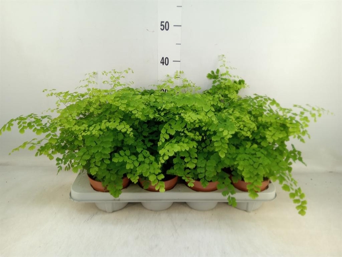 <h4>Adiantum raddi. 'Fragrans'</h4>