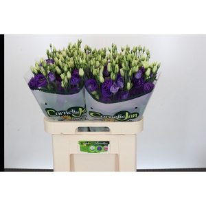 Eustoma Du Rosita Blue
