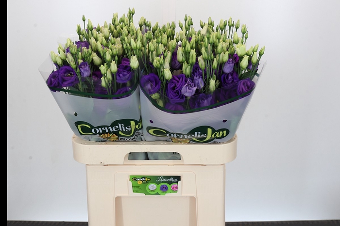 <h4>Eustoma Du Rosita Blue</h4>