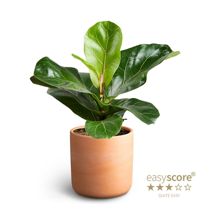 <h4>FICUS LYRATA P12 RAW TERRAC</h4>