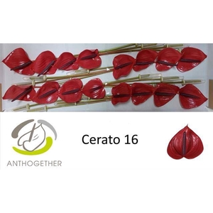 Anth (Andreanum Grp) Cerato
