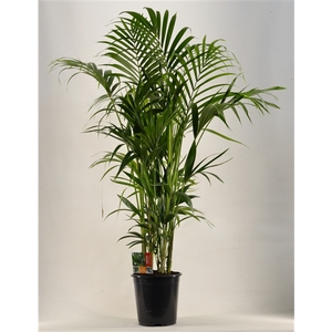 KENTIA - P27 H170 - 12PP (Howea forsteriana)