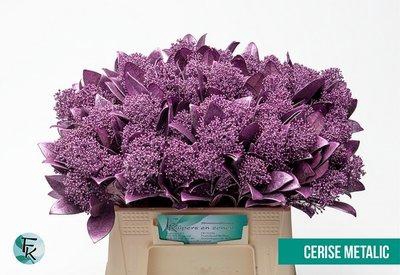 <h4>Skimmia paint cerise</h4>