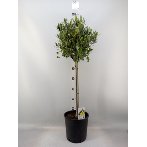 Olea europaea