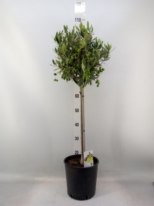 <h4>Olea europaea</h4>