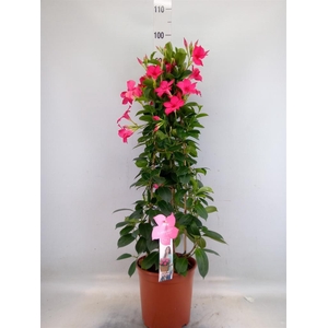 Mandevilla sand. 'SumStar Pink'