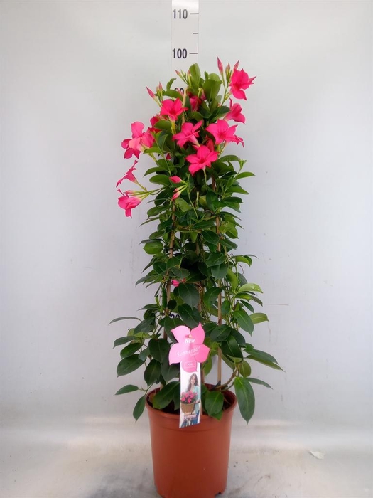 <h4>Mandevilla sand. 'SumStar Pink'</h4>