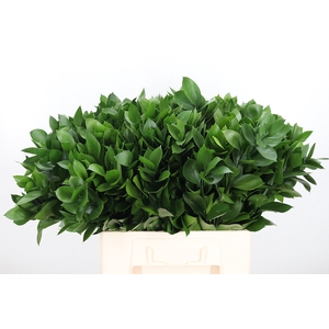 Ruscus