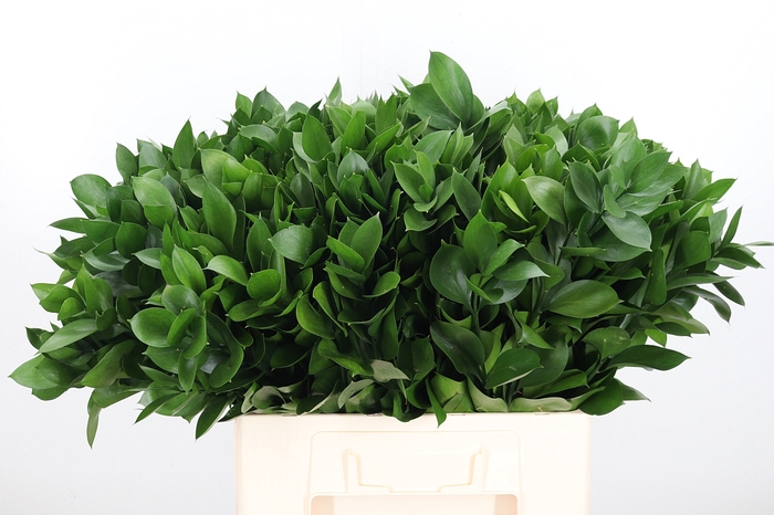 <h4>Ruscus</h4>