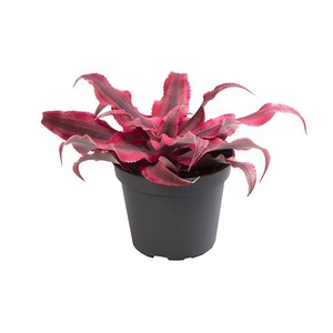 CRYPTANTHUS BIVITTATUS P6 PINK