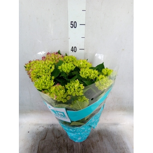 Hydrangea mac. 'Hi Ocean'