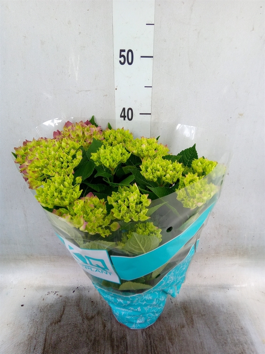<h4>Hydrangea mac. 'Hi Ocean'</h4>