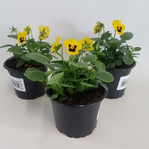 Viola cornuta geel met oog